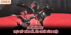 Đá Gà Hôm Nay
