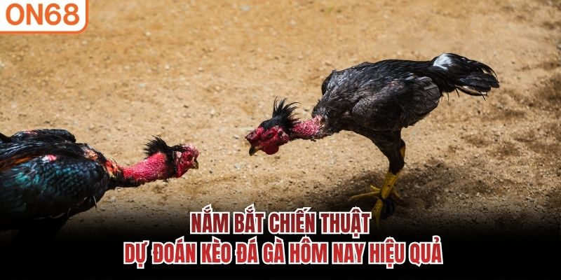Nắm bắt chiến thuật dự đoán kèo đá gà hôm nay hiệu quả