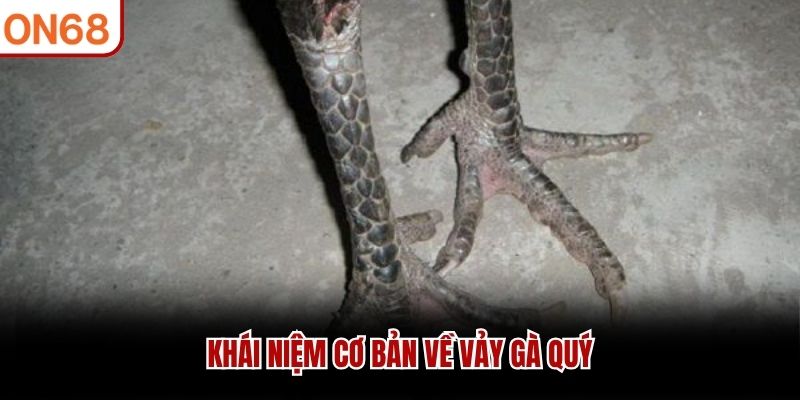 Kh&aacute;i niệm cơ bản về vảy g&agrave; qu&yacute;